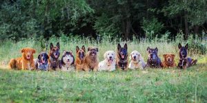 Lees meer over het artikel Wat zijn de 7 belangrijkste hondenrassen?
