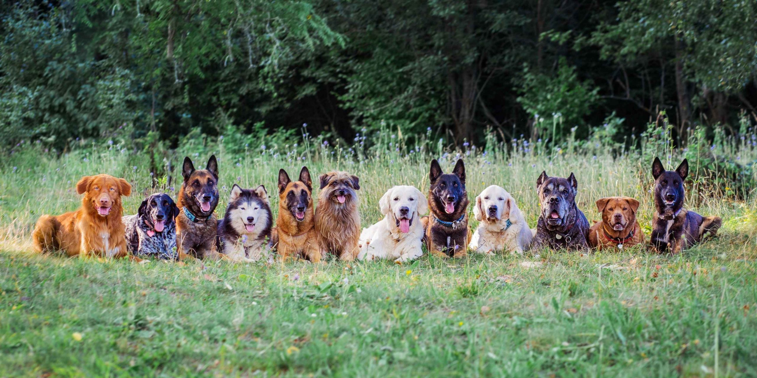Je bekijkt nu Wat zijn de 7 belangrijkste hondenrassen?