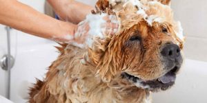 Lees meer over het artikel Waarom moet ik mijn hond wassen?