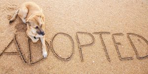 Lees meer over het artikel 10 tips om jouw pas geadopteerde hond thuis te verwelkomen