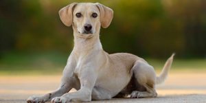Lees meer over het artikel 100 Hondennamen Teef