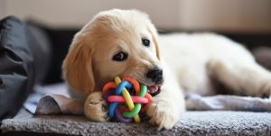 Lees meer over het artikel Waarom hondenspeelgoed zo belangrijk is