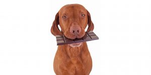 Lees meer over het artikel Honden en Chocolade