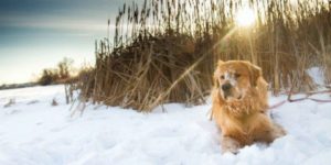 Lees meer over het artikel Honden en Sneeuw
