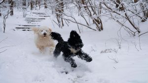 Sneeuw en Honden 