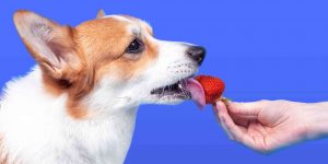 Lees meer over het artikel Mogen Honden Aardbeien?