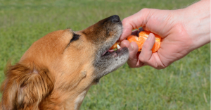 Mogen honden mandarijn