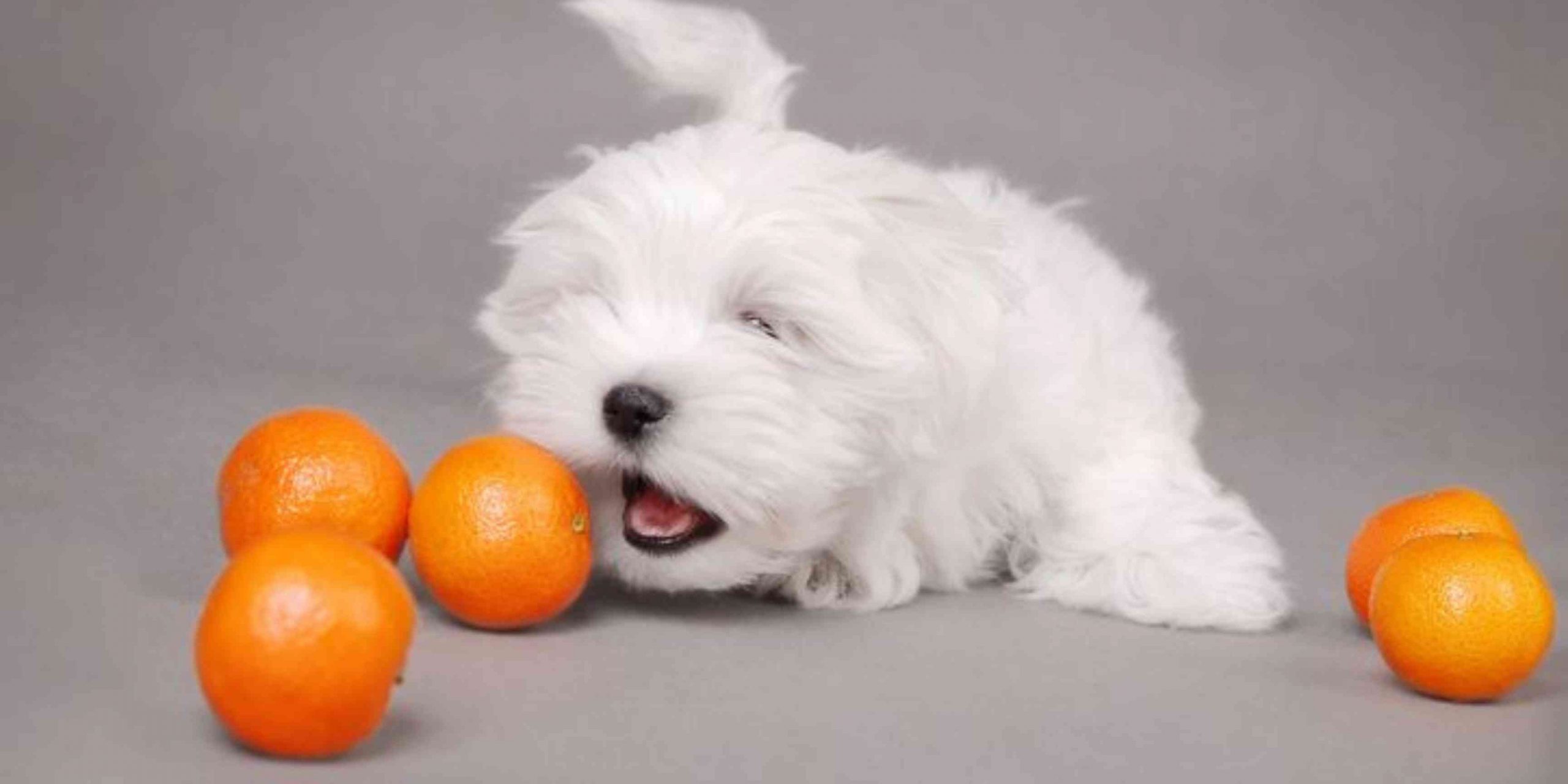 Je bekijkt nu Mogen honden mandarijn?