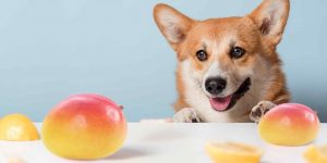 Lees meer over het artikel Mogen honden mango?