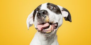 Lees meer over het artikel Mogen honden pindakaas?