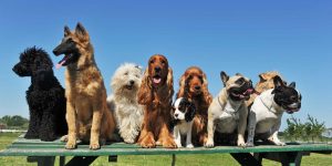 Lees meer over het artikel Top 10 meest trouwe honden