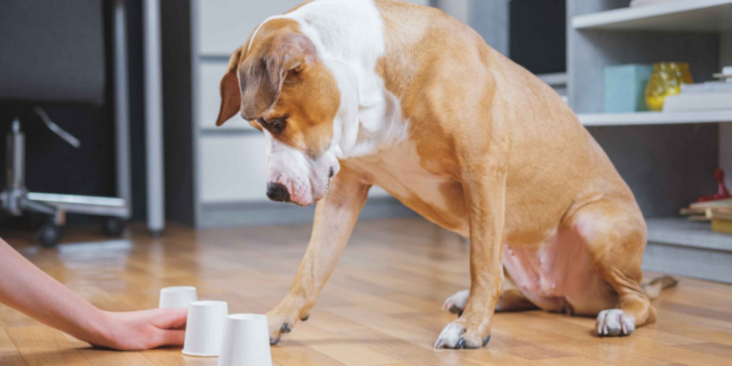 Je bekijkt nu Hersenwerk voor honden: 6 geweldige manieren om jouw hond uit te dagen