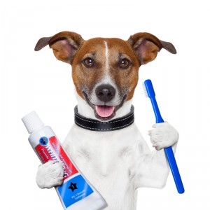 Honden Tandenborstel
