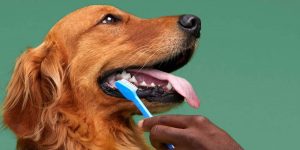 Lees meer over het artikel Honden tanden poetsen