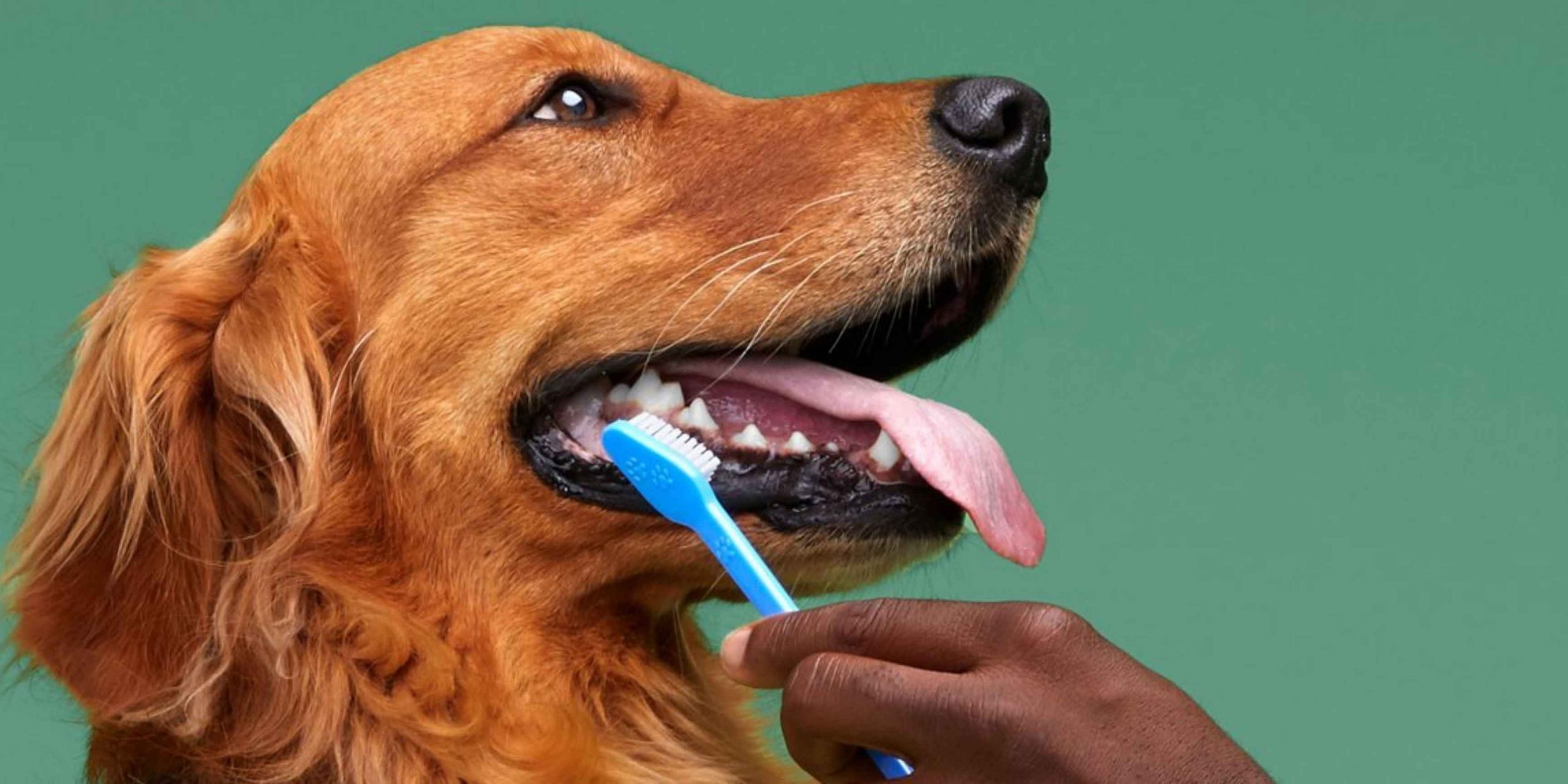 Je bekijkt nu Honden tanden poetsen