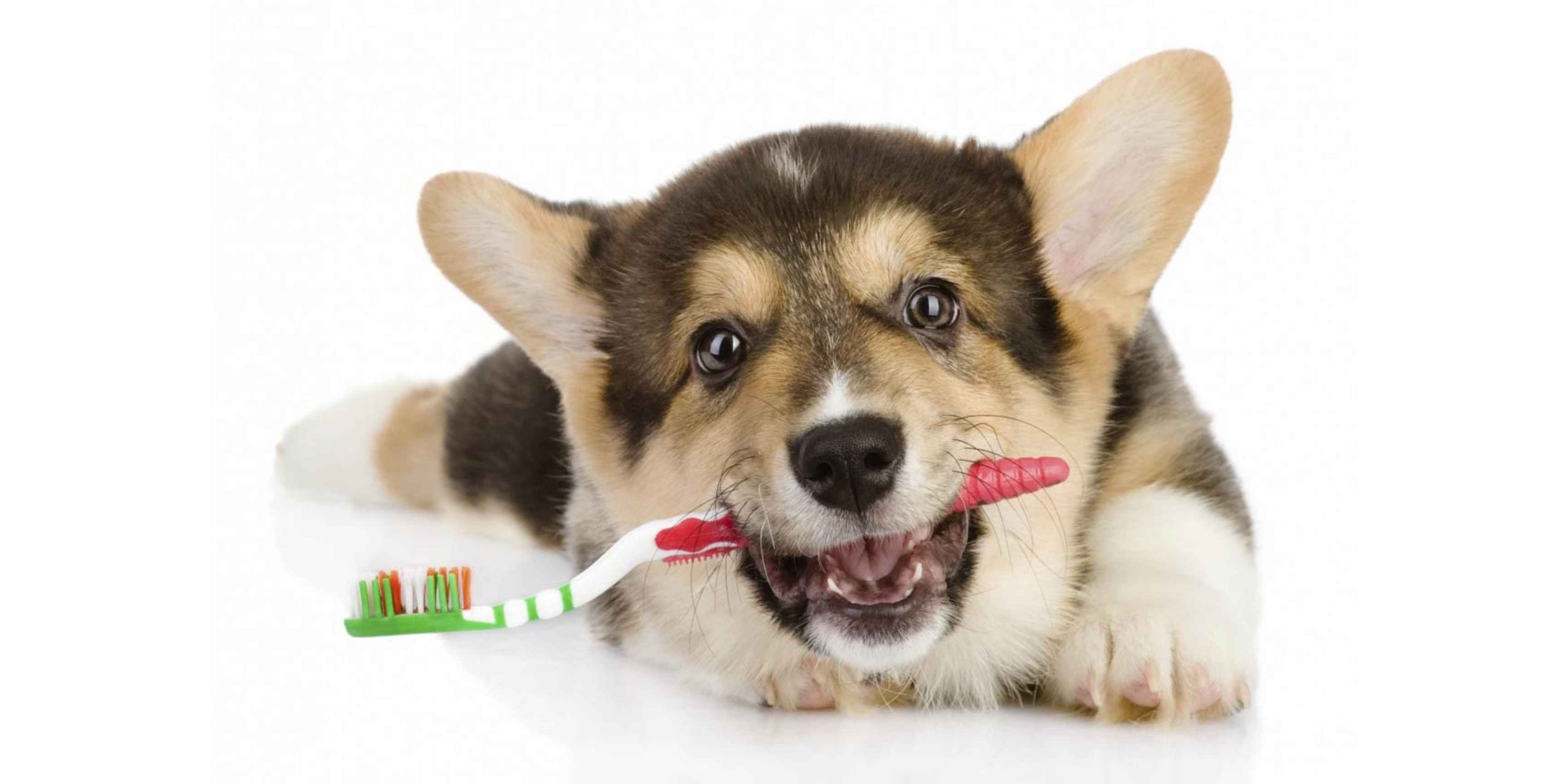 Je bekijkt nu Honden tandenborstel gebruiken