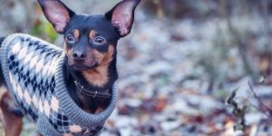 Lees meer over het artikel Hebben honden truien nodig in de winter?
