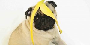 Mogen honden banaan