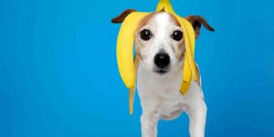 Lees meer over het artikel Mogen honden banaan?