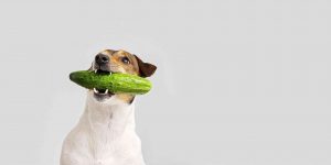 Lees meer over het artikel Mogen honden komkommer?