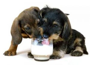 Mogen honden melk