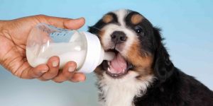Lees meer over het artikel Mogen honden melk?