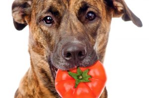 Mogen honden tomaat