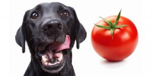 Lees meer over het artikel Mogen honden tomaat?