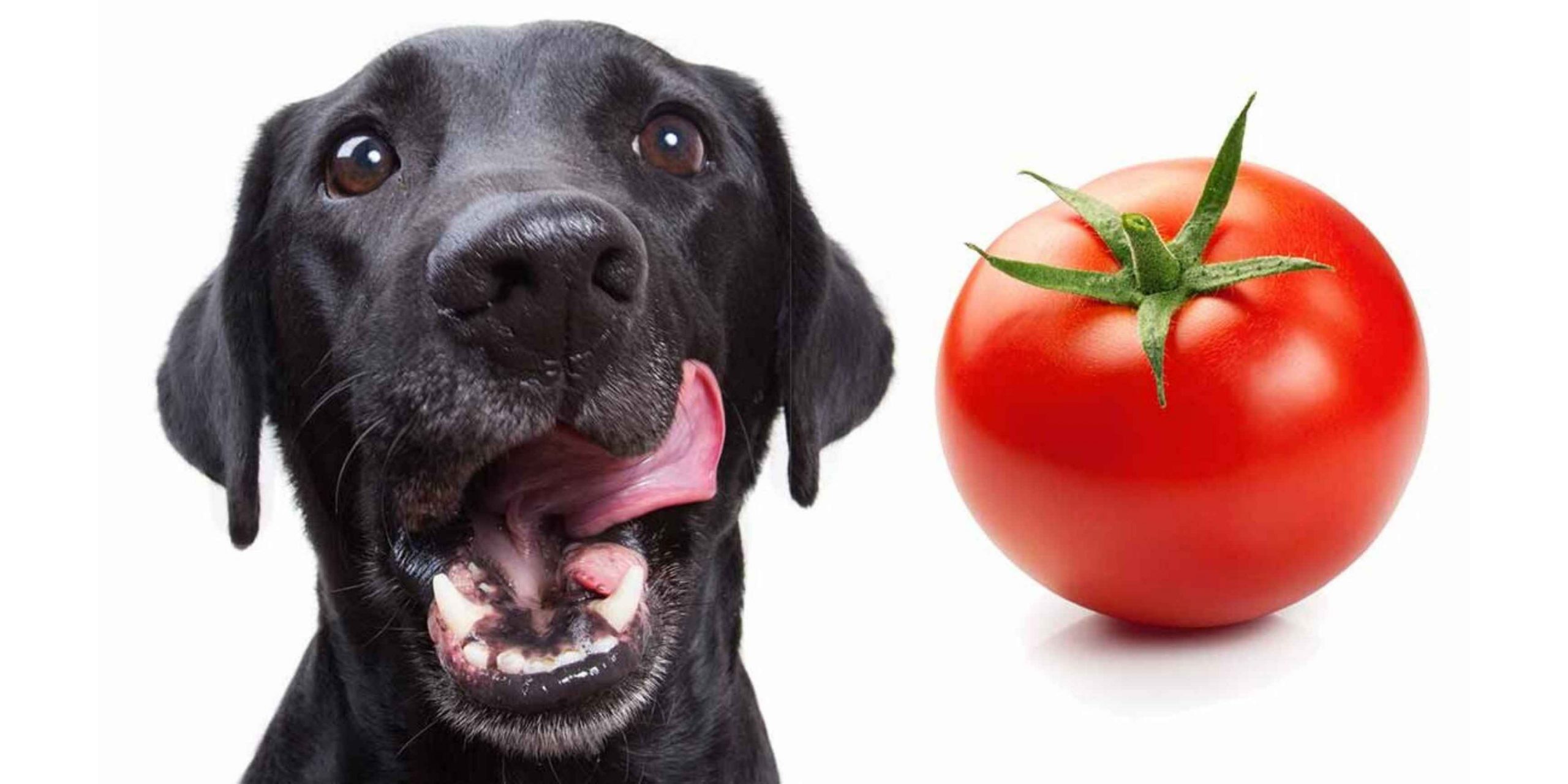 Je bekijkt nu Mogen honden tomaat?