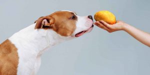 Lees meer over het artikel Mogen honden aardappel?