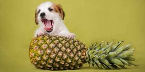 Mogen honden ananas