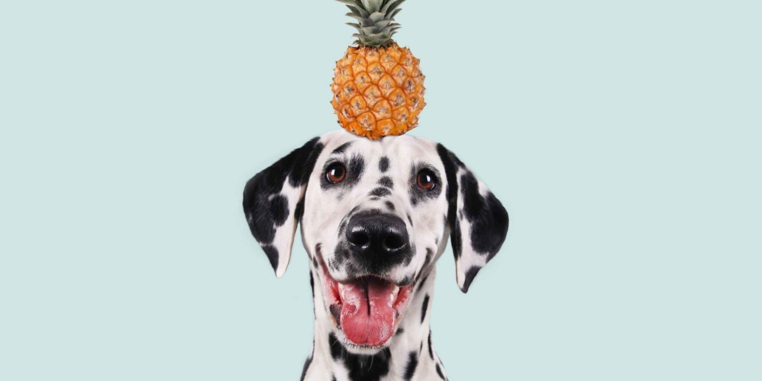 Je bekijkt nu Mogen honden ananas?