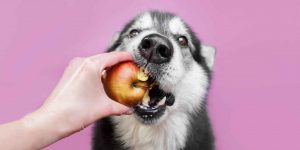 Lees meer over het artikel Mogen honden appel?