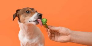 Lees meer over het artikel Mogen honden broccoli?