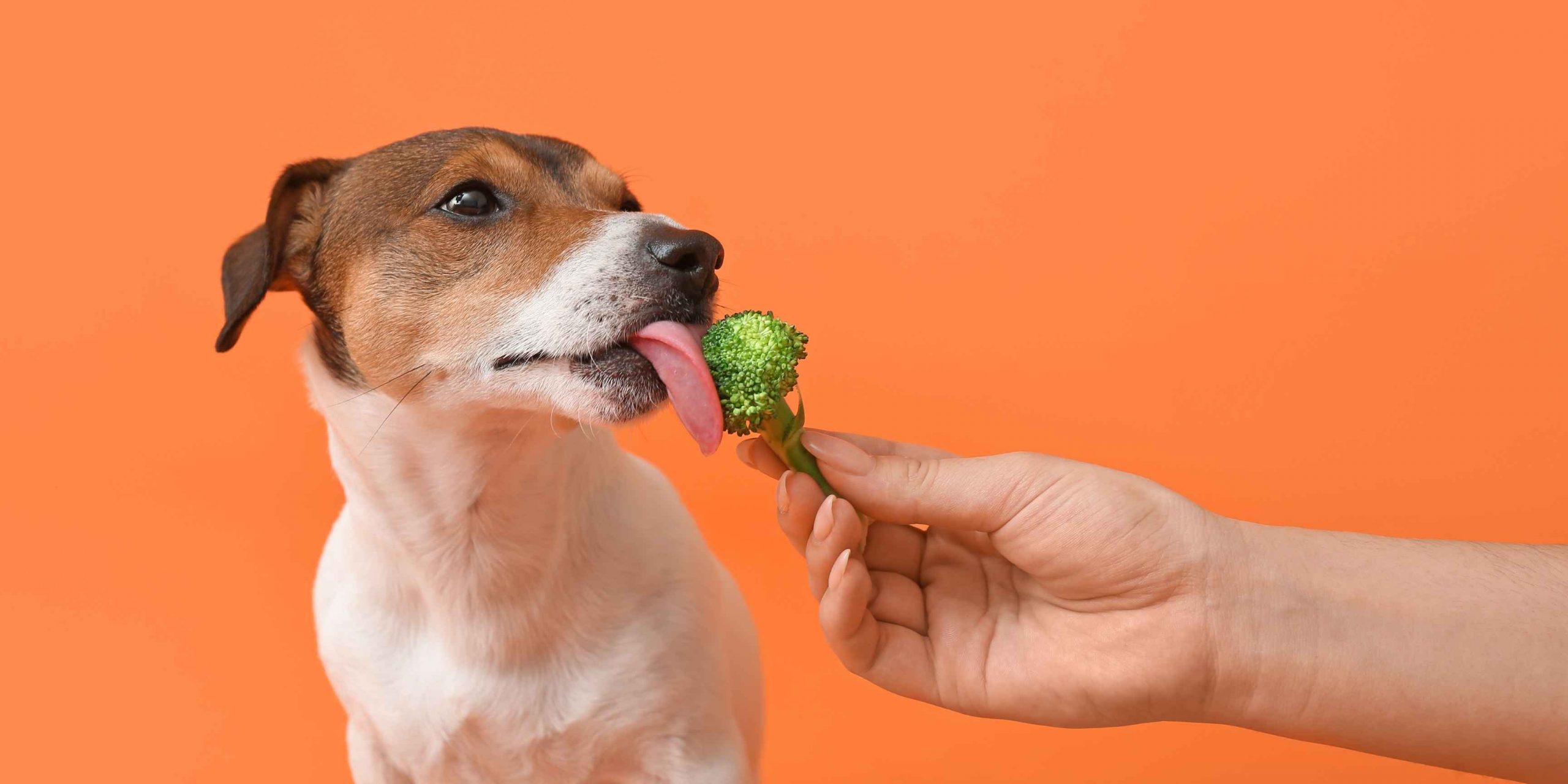 Je bekijkt nu Mogen honden broccoli?