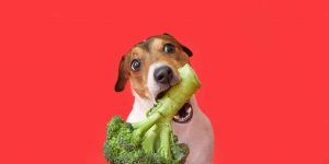 Mogen honden broccoli