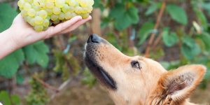 Lees meer over het artikel Mogen honden druiven?