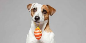 Lees meer over het artikel Mogen honden ei?