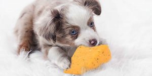 Lees meer over het artikel Mogen honden kaas?