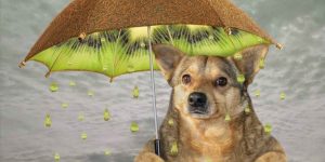 Lees meer over het artikel Mogen honden kiwi?