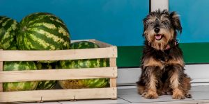 Lees meer over het artikel Mogen honden watermeloen?