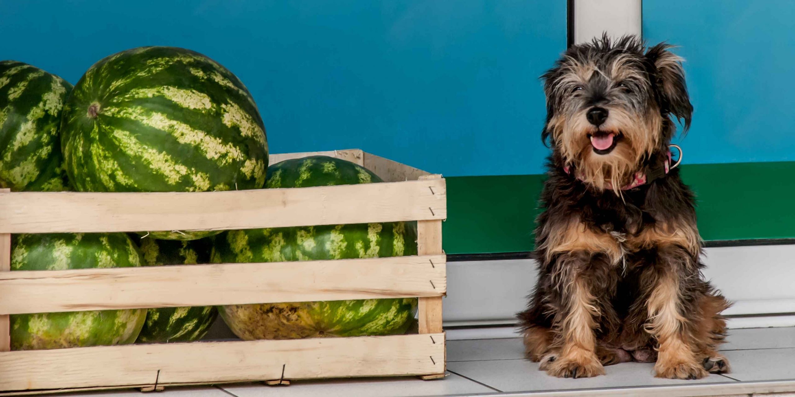 Je bekijkt nu Mogen honden watermeloen?