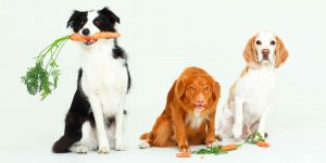 Lees meer over het artikel Mogen honden wortel?