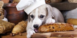 Mogen honden brood