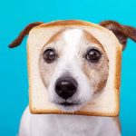 Mogen honden brood?