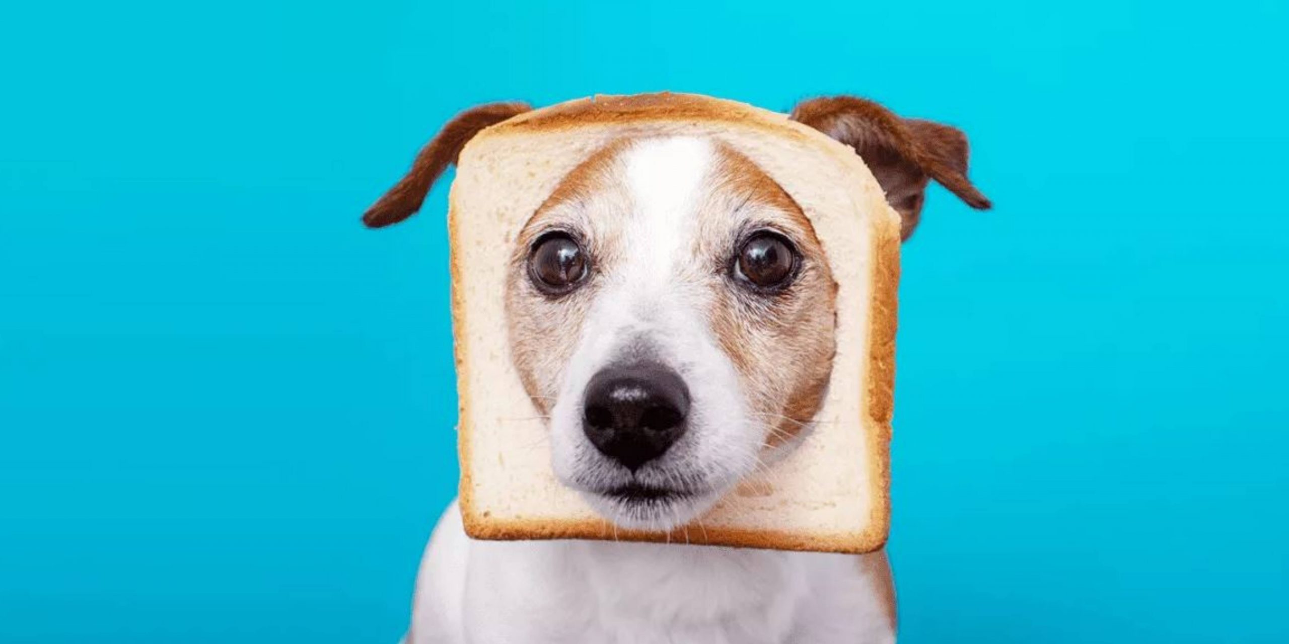 Je bekijkt nu Mogen honden brood?