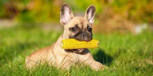 Lees meer over het artikel Mogen Honden Maïs?